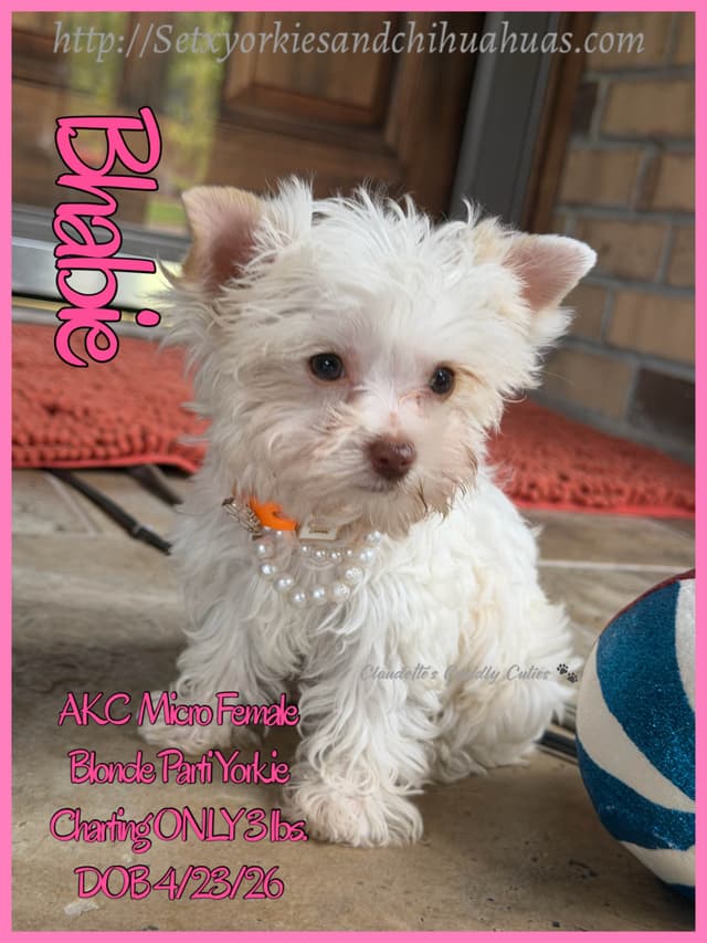 Yorkshire Terrier Puppies media 17
