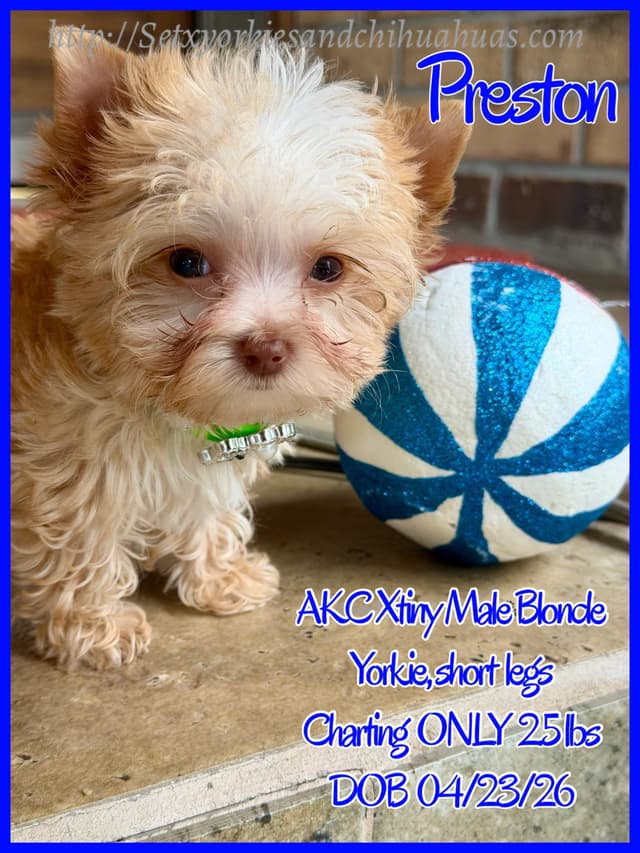 Yorkshire Terrier Puppies media 19