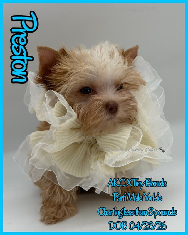 Yorkshire Terrier Puppies media 21