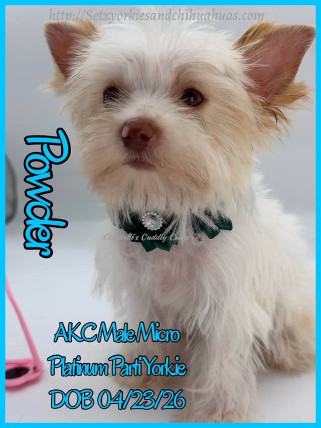 Yorkshire Terrier Puppies media 26