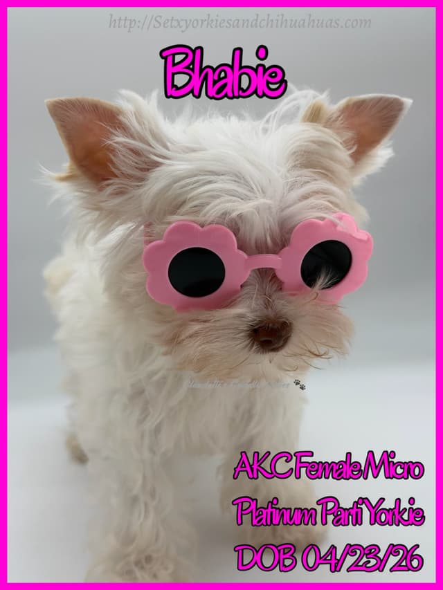 Yorkshire Terrier Puppies media 24