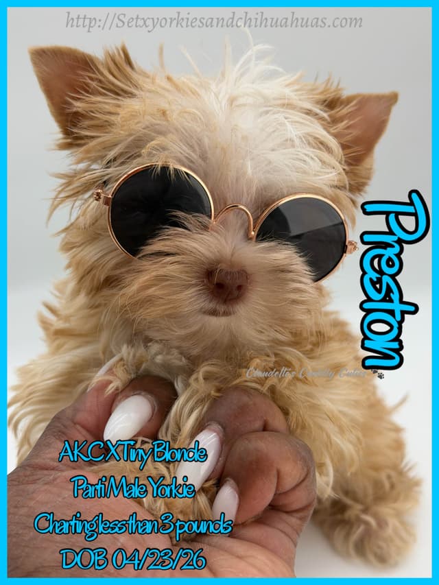 Yorkshire Terrier Puppies media 25