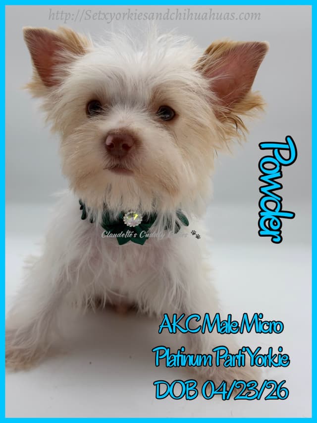 Yorkshire Terrier Puppies media 28