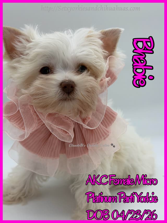 Yorkshire Terrier Puppies media 29