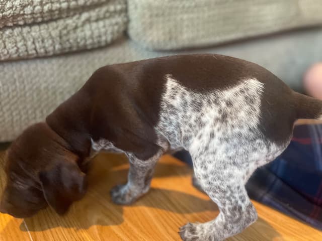 German Shorthaired Pointer Puppies media 2