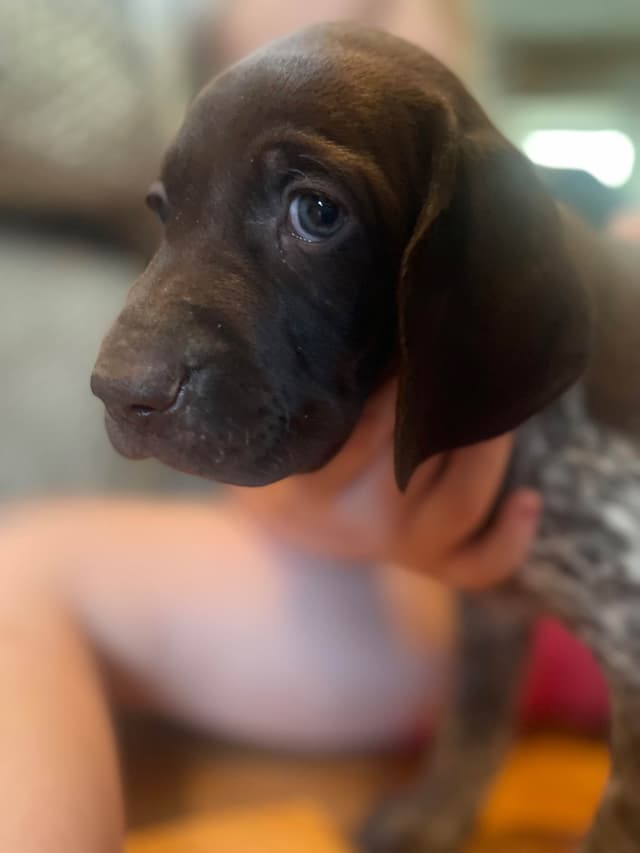 German Shorthaired Pointer Puppies media 3