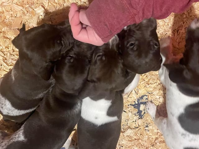 German Shorthaired Pointer Puppies media 4