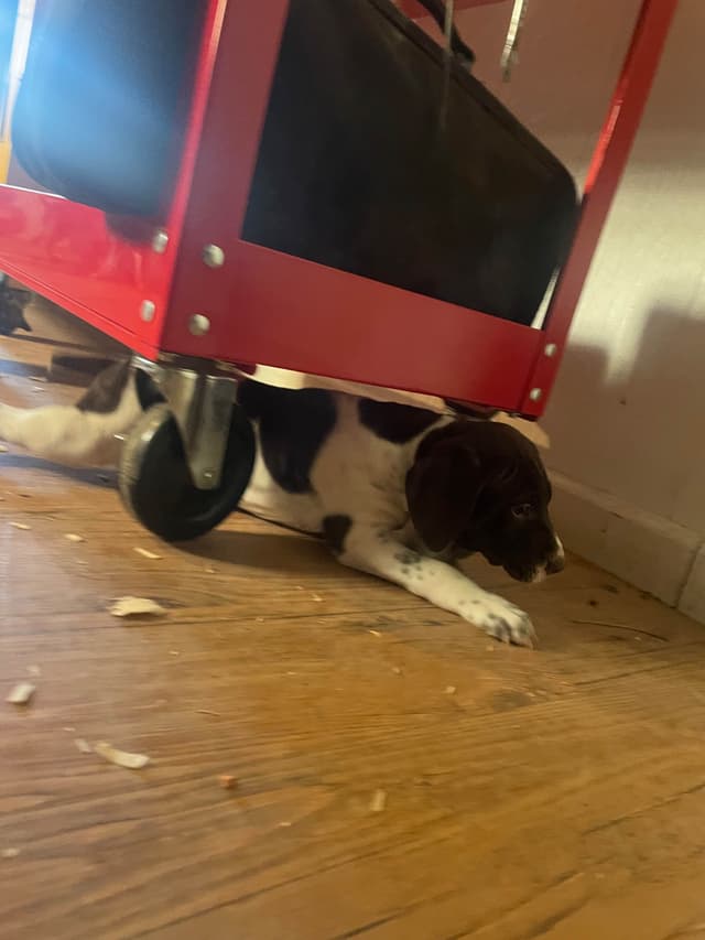 German Shorthaired Pointer Puppies media 5