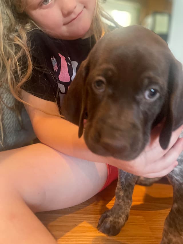 German Shorthaired Pointer Puppies media 6