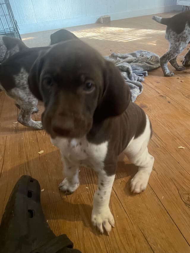 German Shorthaired Pointer Puppies media 7
