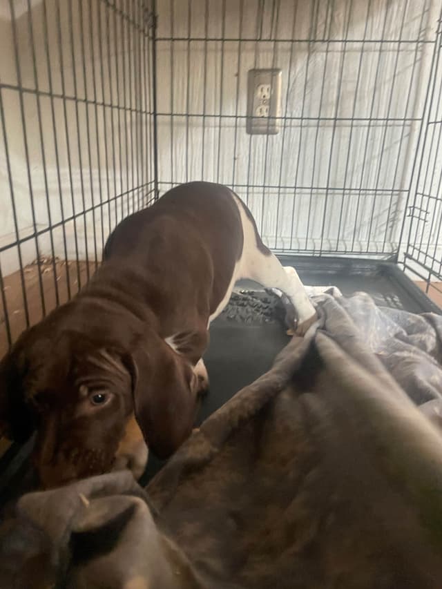 German Shorthaired Pointer Puppies media 9