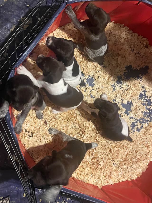 German Shorthaired Pointer Puppies media 10