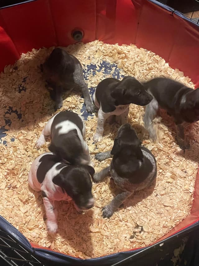 German Shorthaired Pointer Puppies media 11