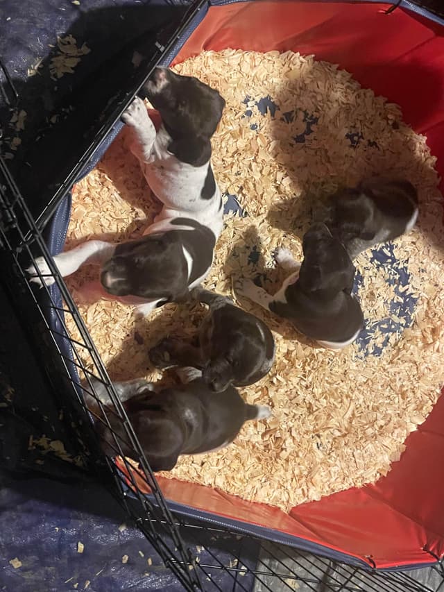 German Shorthaired Pointer Puppies media 12