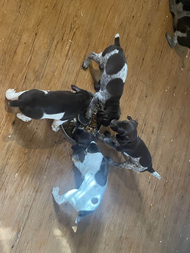 German Shorthaired Pointer Puppies media 13