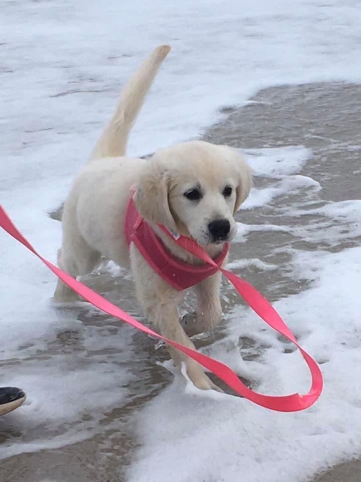 Golden Retriever Puppies breeder image 1
