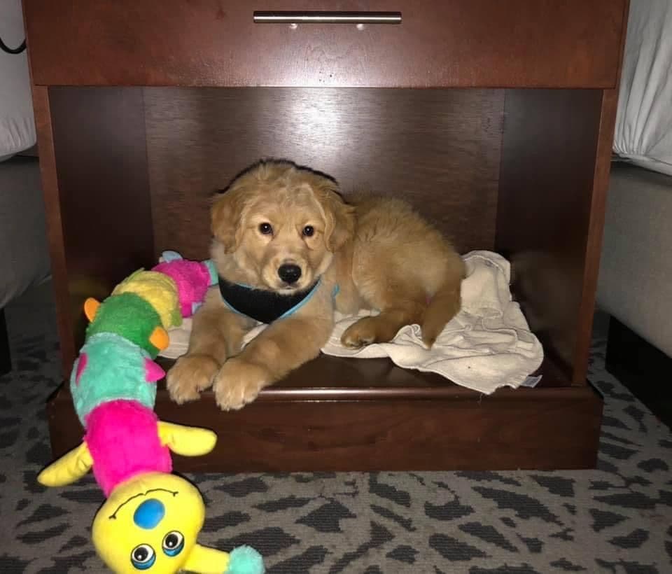Golden Retriever Puppies breeder image 3