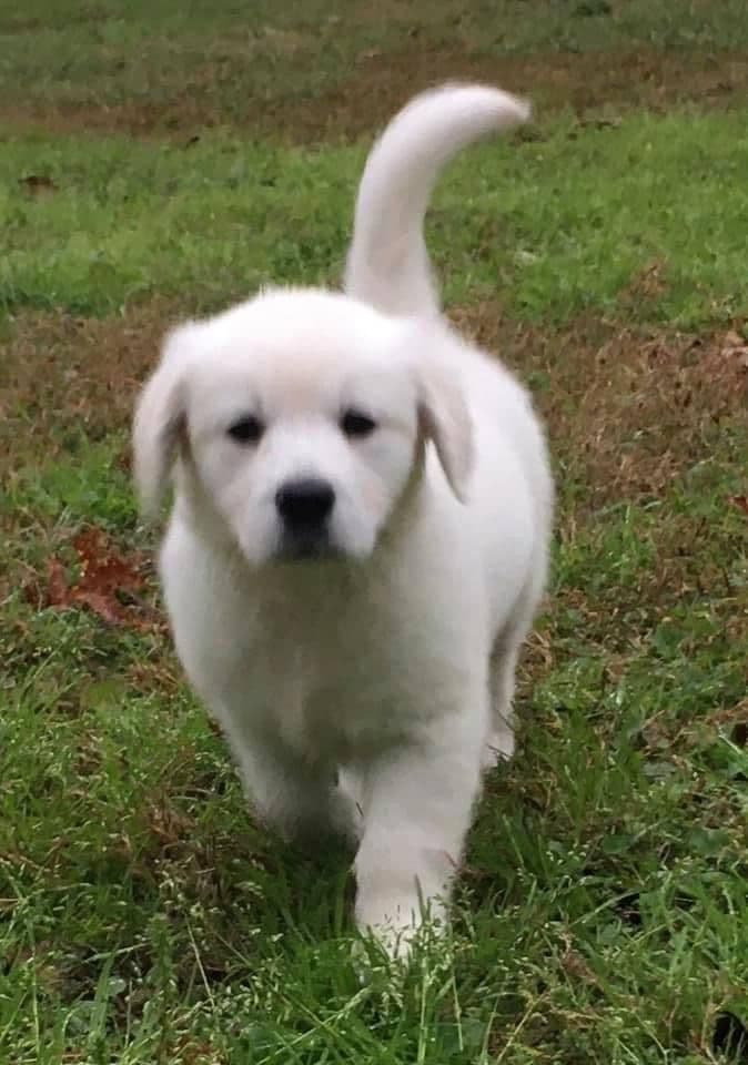 Golden Retriever Puppies breeder image 4