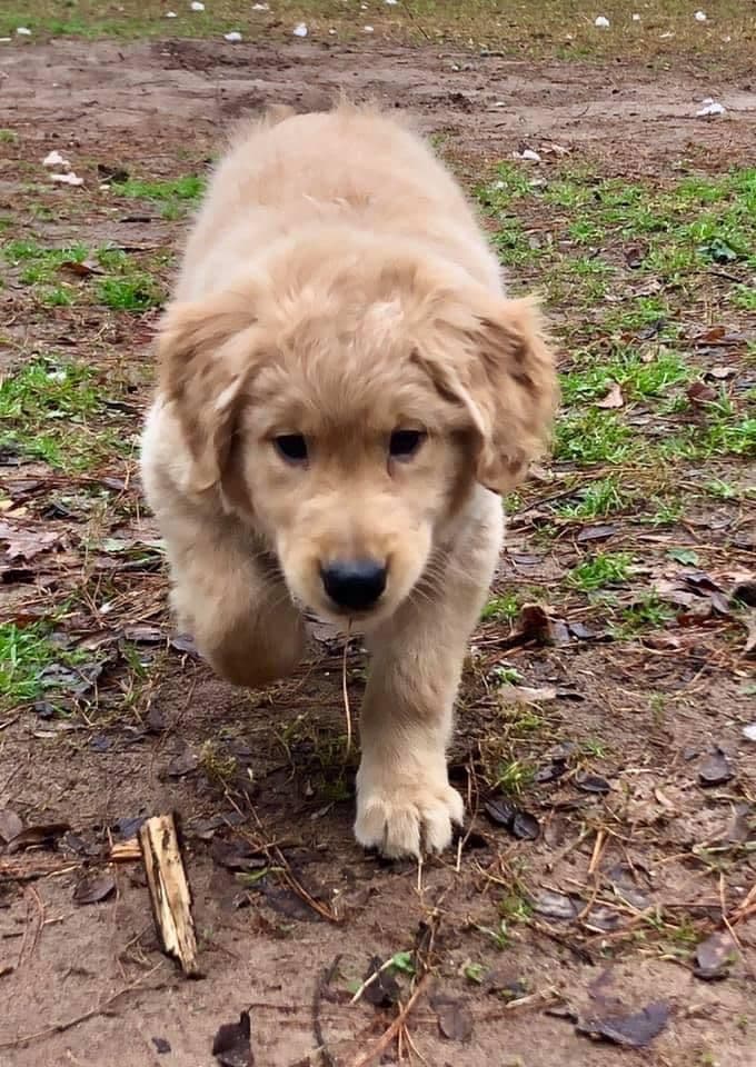 Golden Retriever Puppies breeder image 6