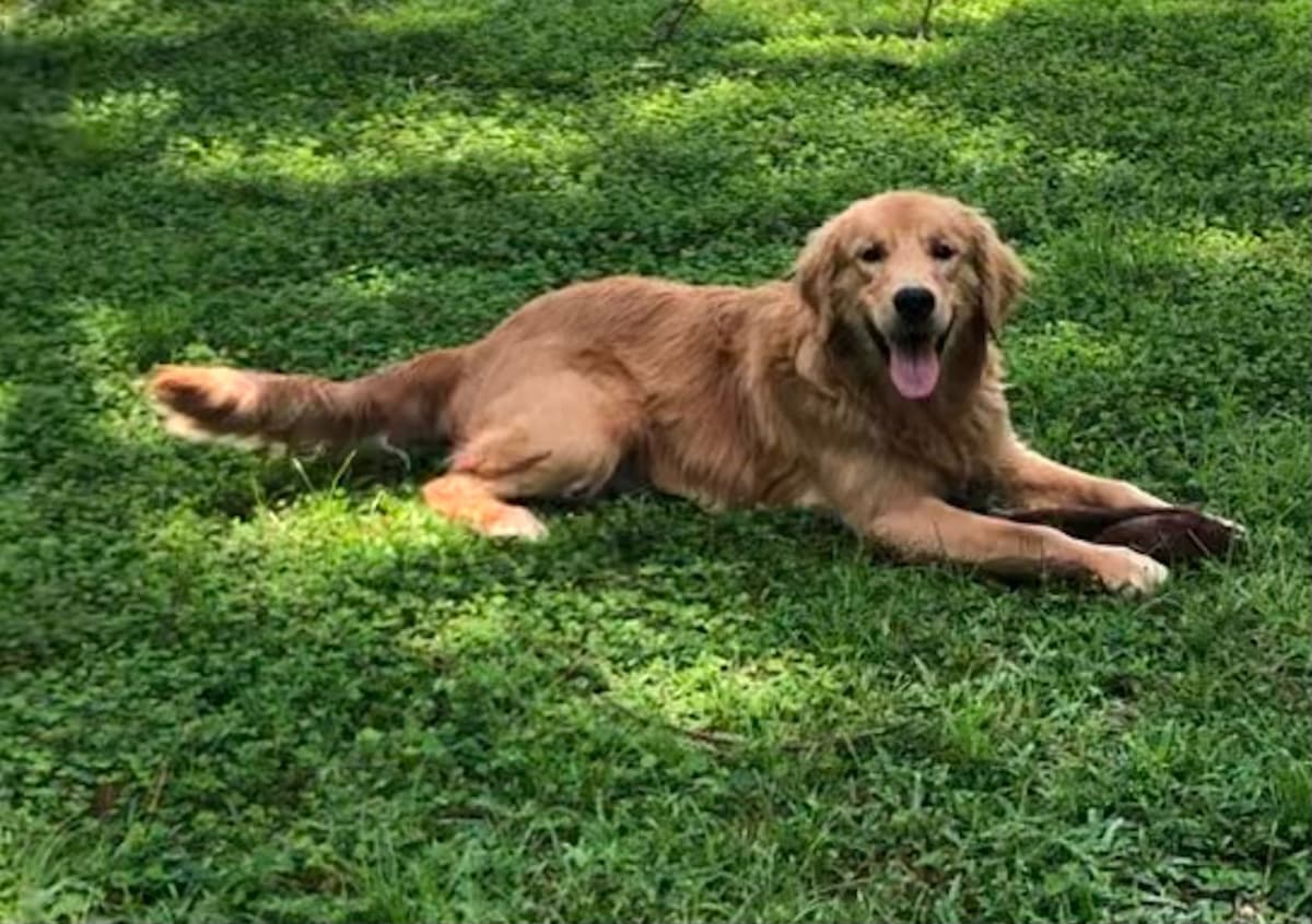 Golden Retriever Puppies breeder image 7