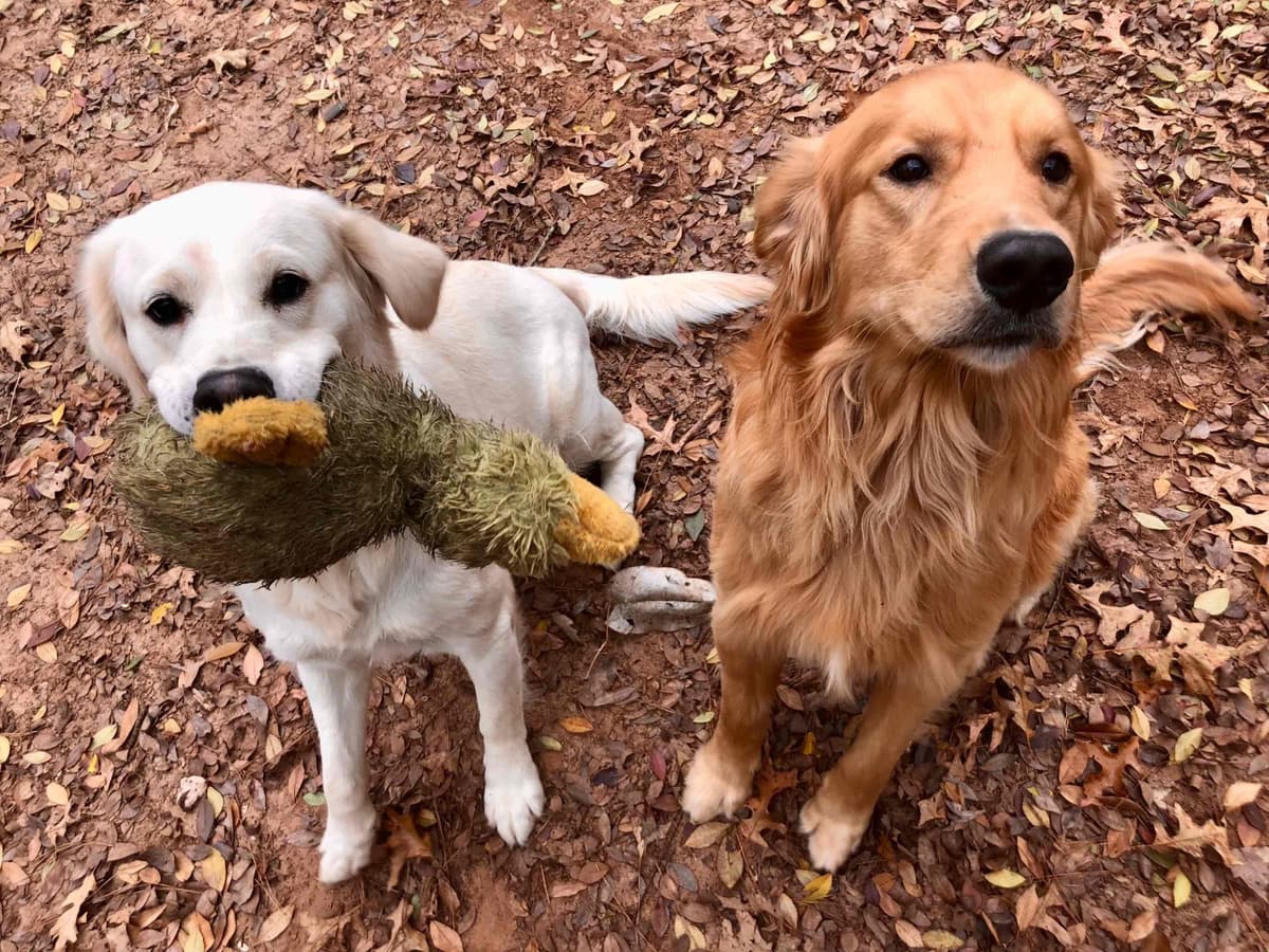 Golden Retriever Puppies breeder image 8