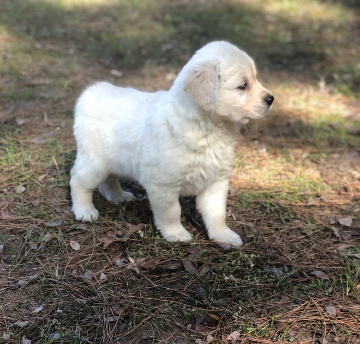 Golden Retriever Puppies breeder image 12
