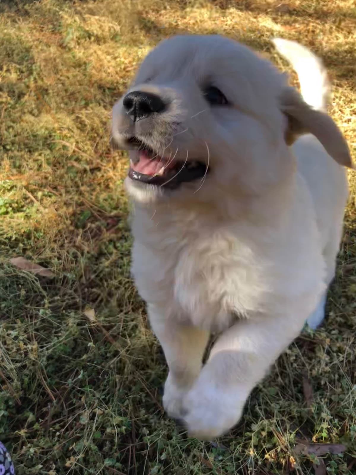 Golden Retriever Puppies breeder image 13