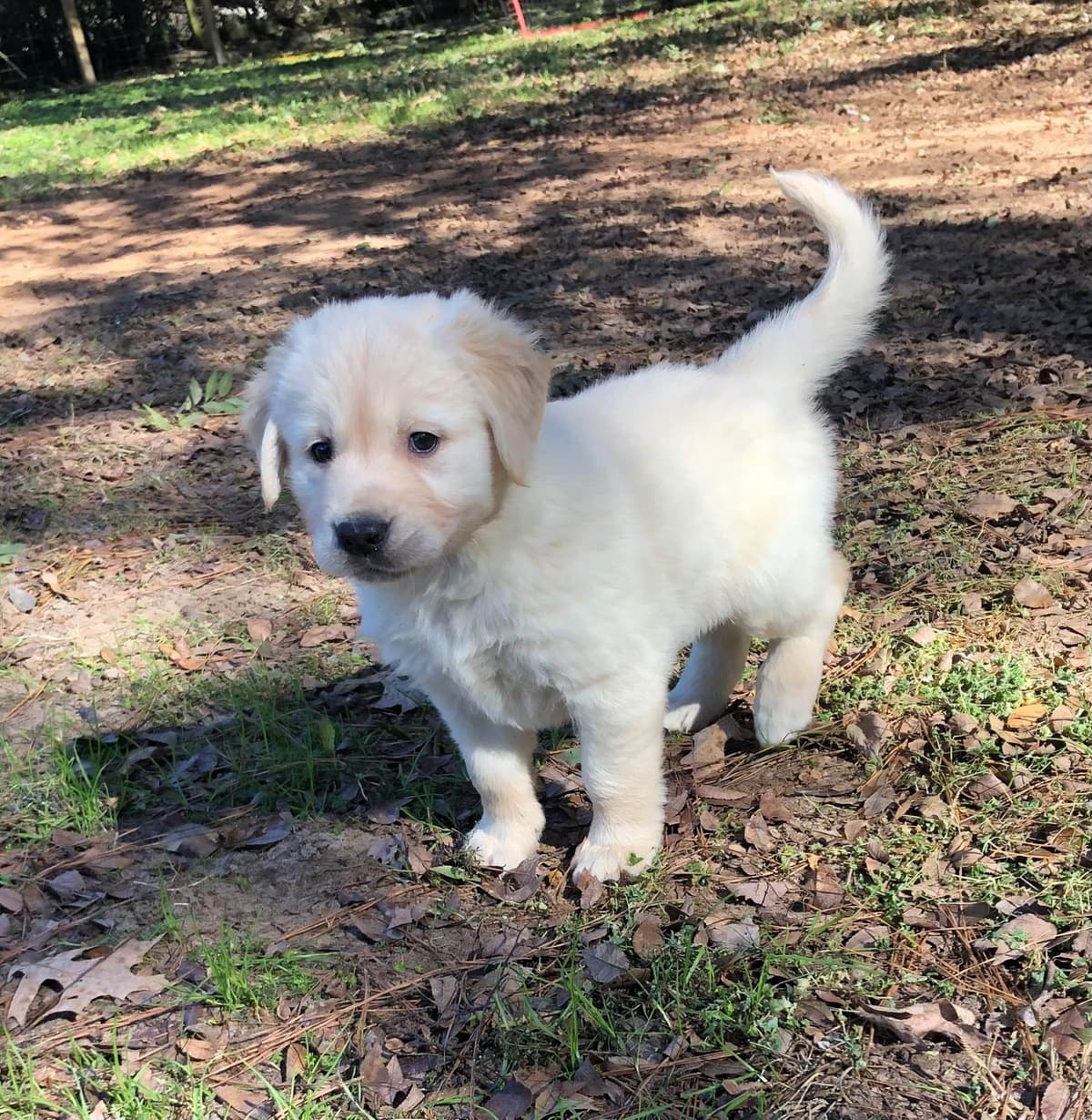 Golden Retriever Puppies breeder image 14