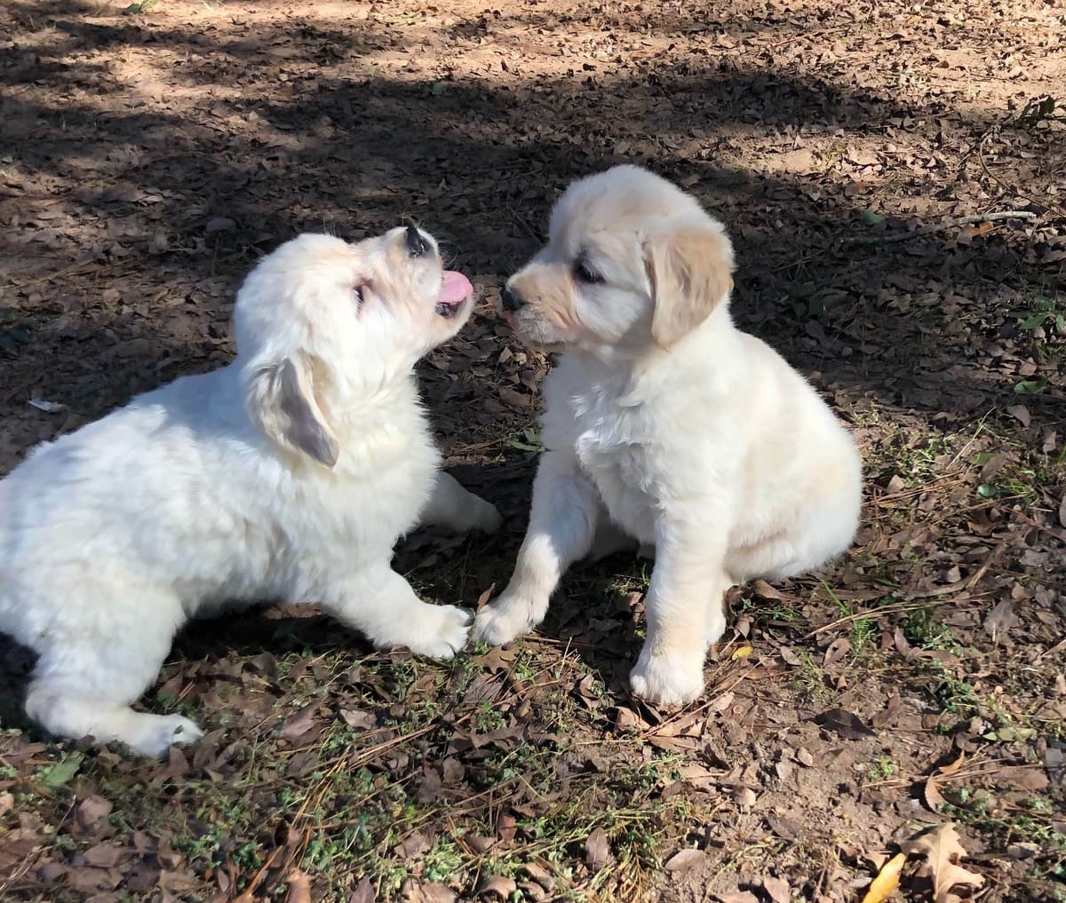 Golden Retriever Puppies breeder image 16