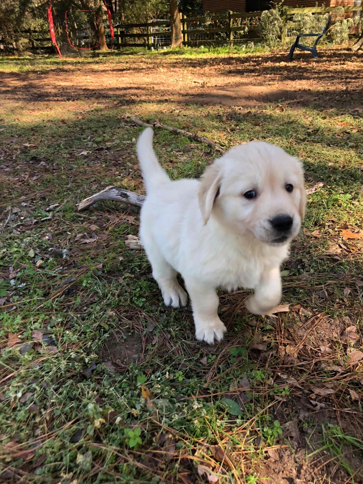 Golden Retriever Puppies breeder image 17