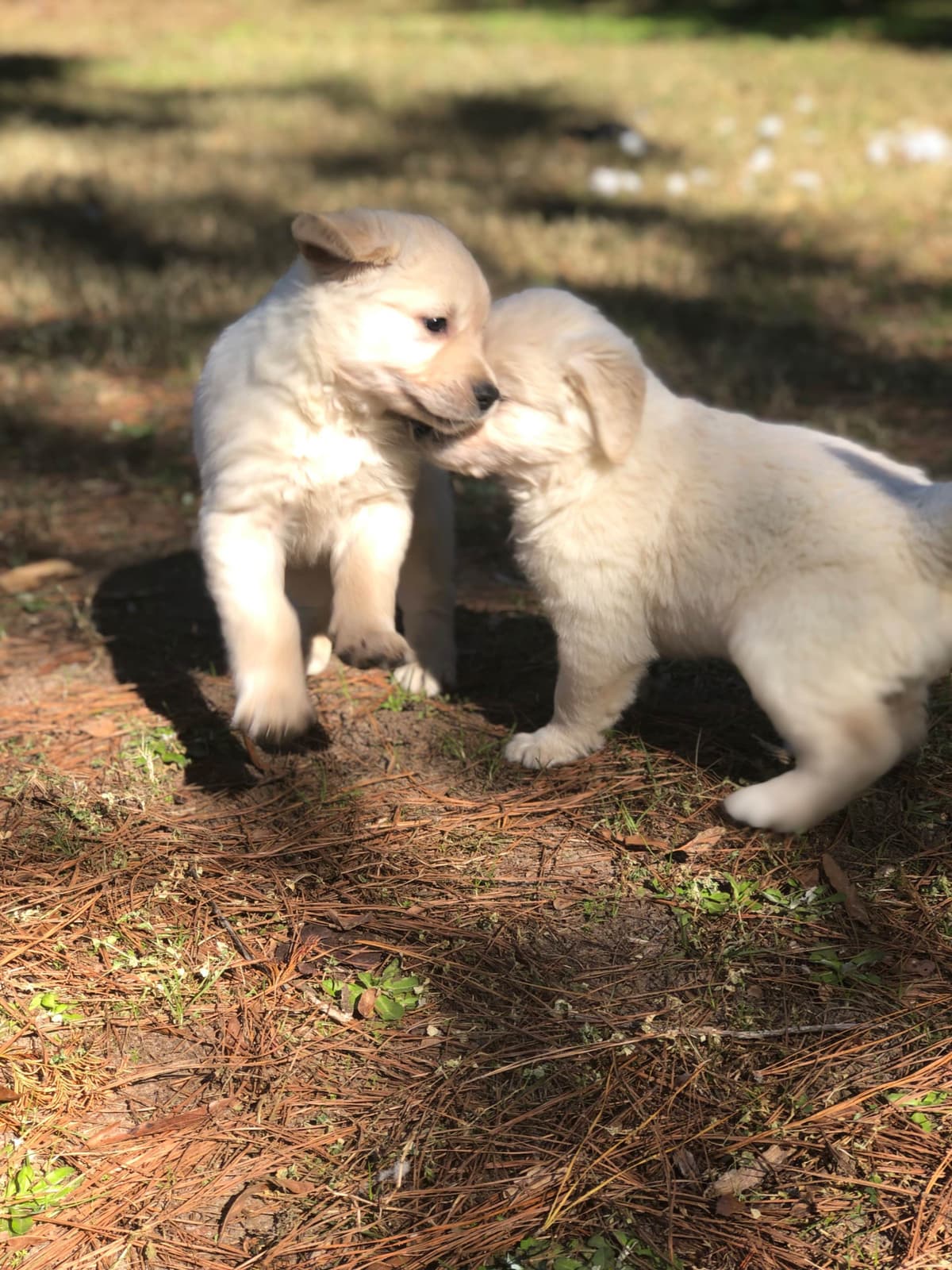 Golden Retriever Puppies breeder image 18