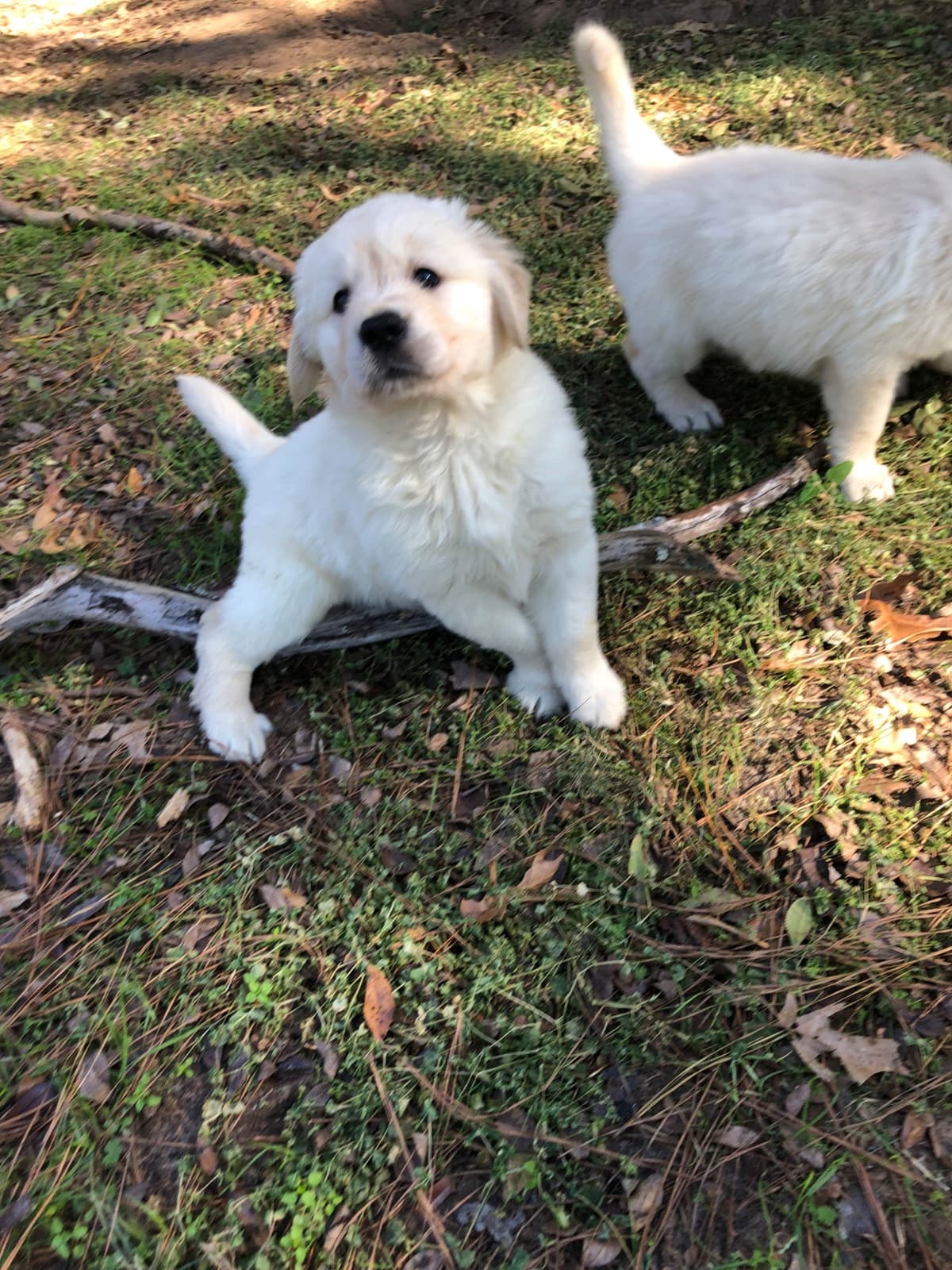 Golden Retriever Puppies breeder image 20