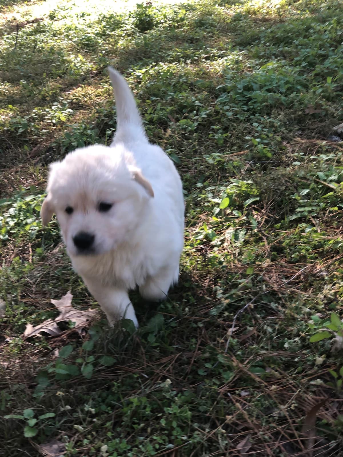 Golden Retriever Puppies breeder image 21