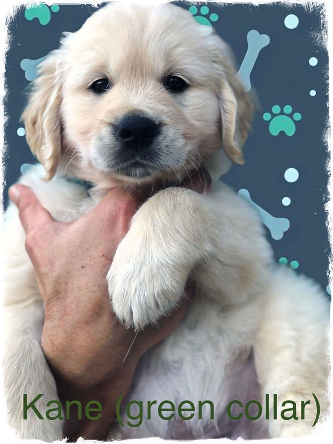 Golden Retriever Puppies breeder image 22