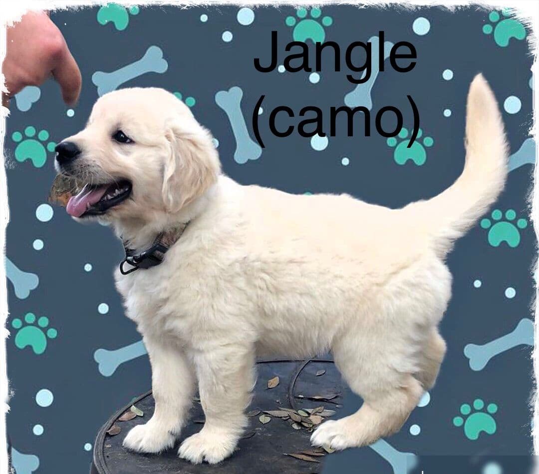 Golden Retriever Puppies breeder image 23