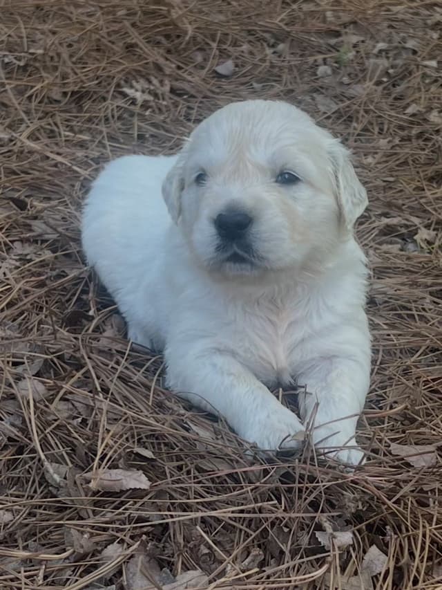 Golden Retriever Puppies media 2