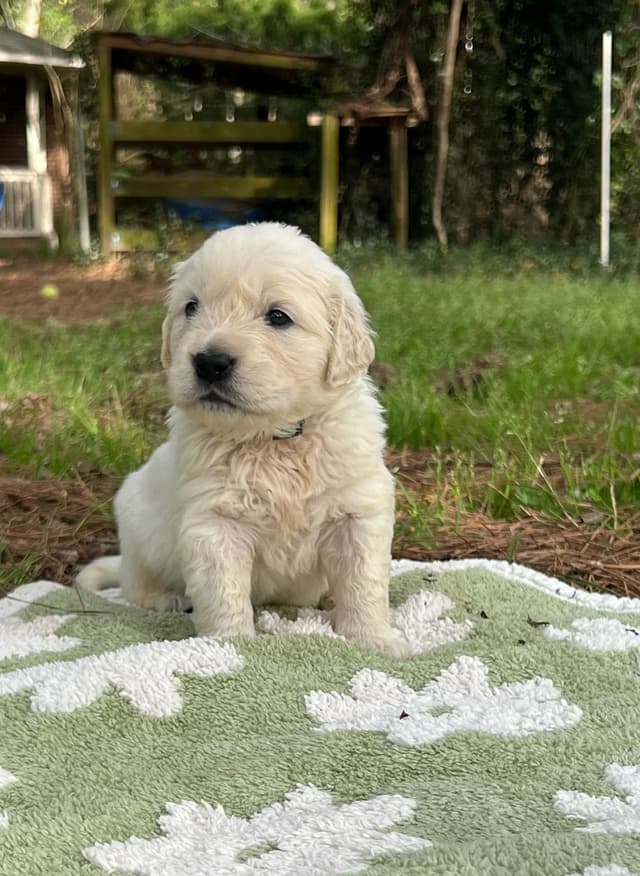 Golden Retriever Puppies media 3