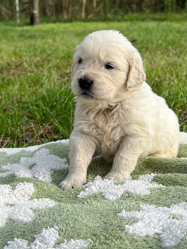 Golden Retriever Puppies media 4