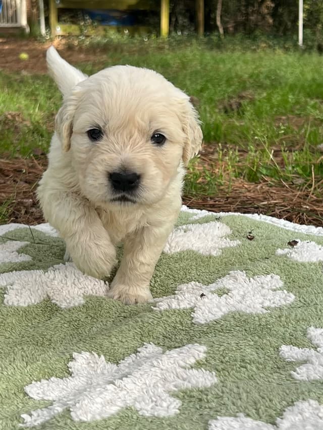 Golden Retriever Puppies media 5