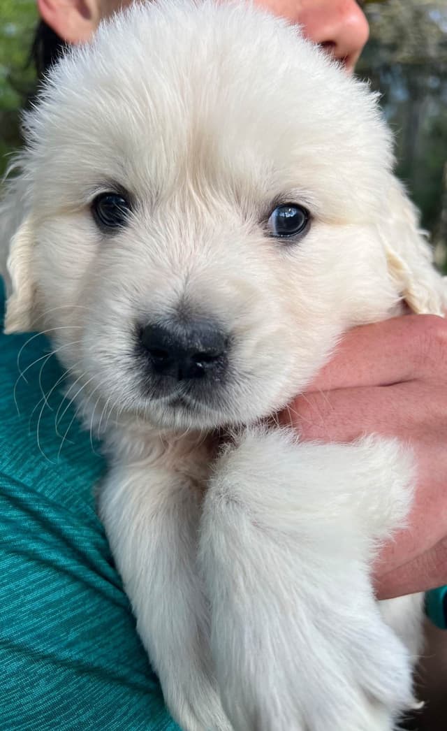 Golden Retriever Puppies media 6