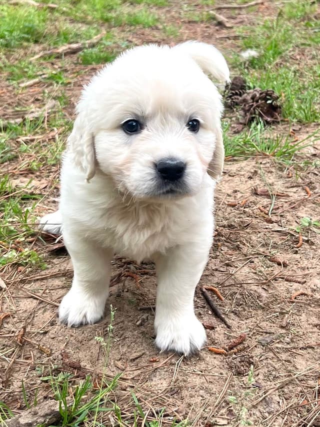 Golden Retriever Puppies media 7