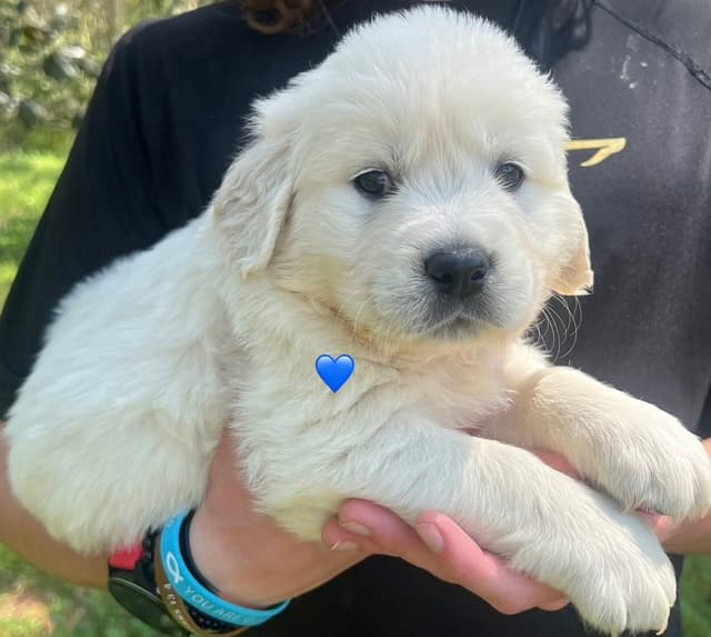 Golden Retriever Puppies media 8