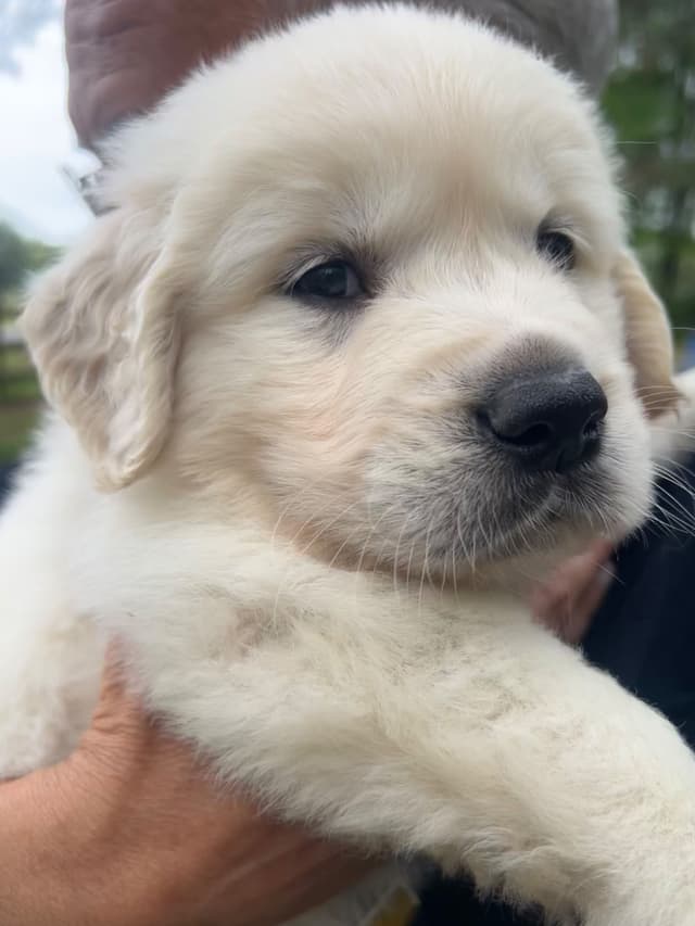 Golden Retriever Puppies media 10