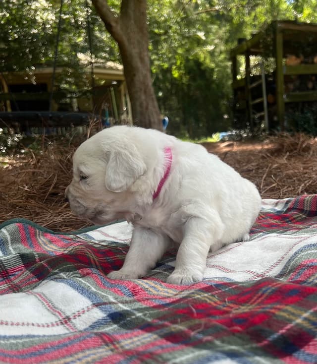 Golden Retriever Puppies media 3