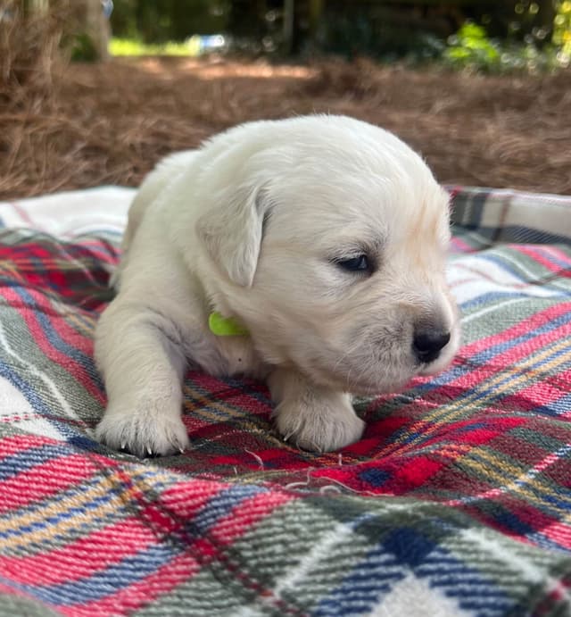 Golden Retriever Puppies media 5