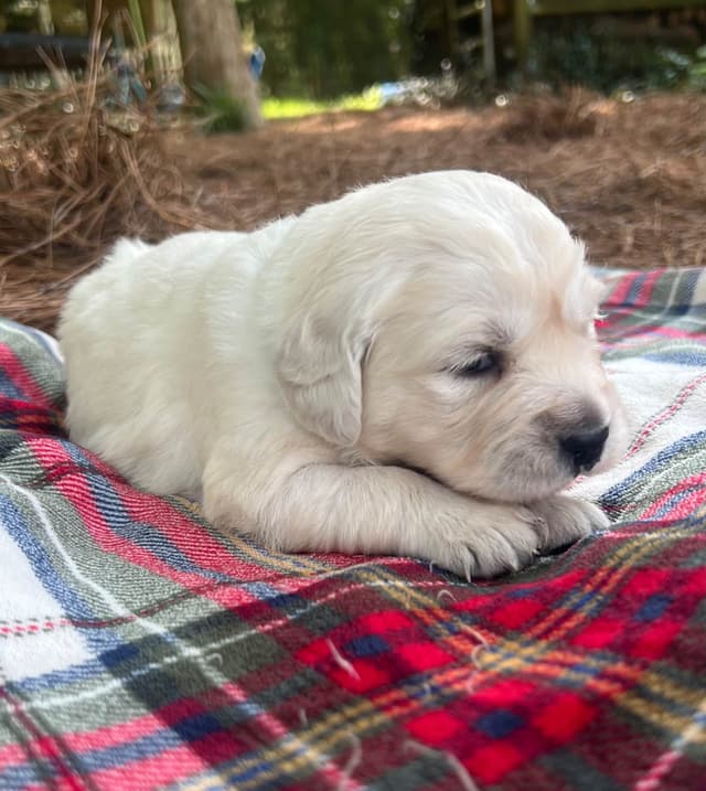 Golden Retriever Puppies media 6