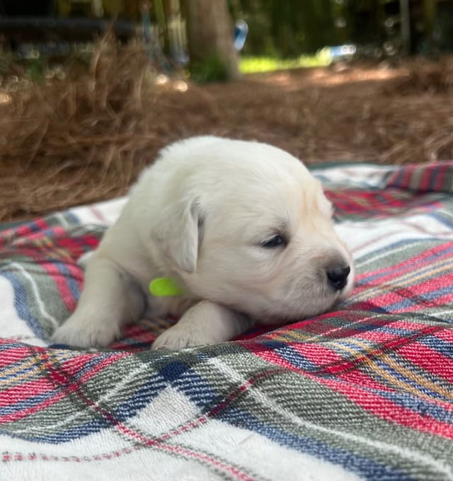 Golden Retriever Puppies media 8
