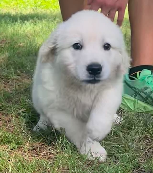 Golden Retriever Puppies media 9