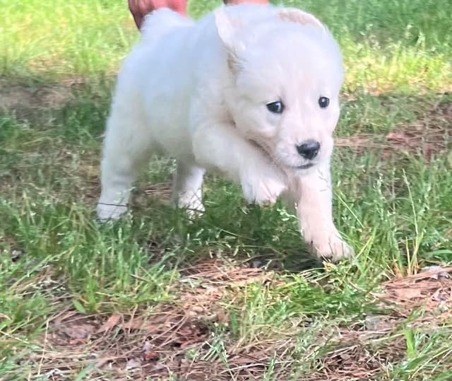 Golden Retriever Puppies media 10