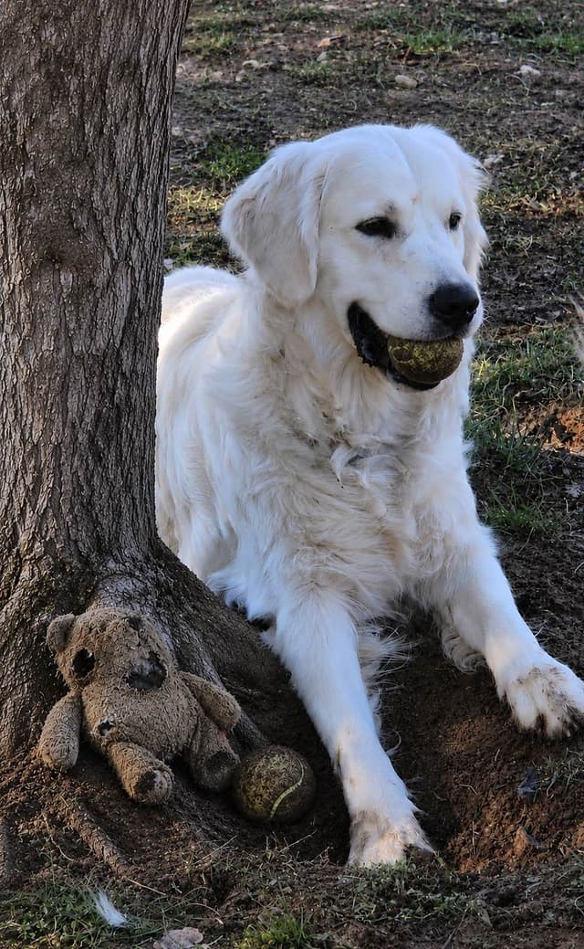 Golden Retriever Puppies media 11
